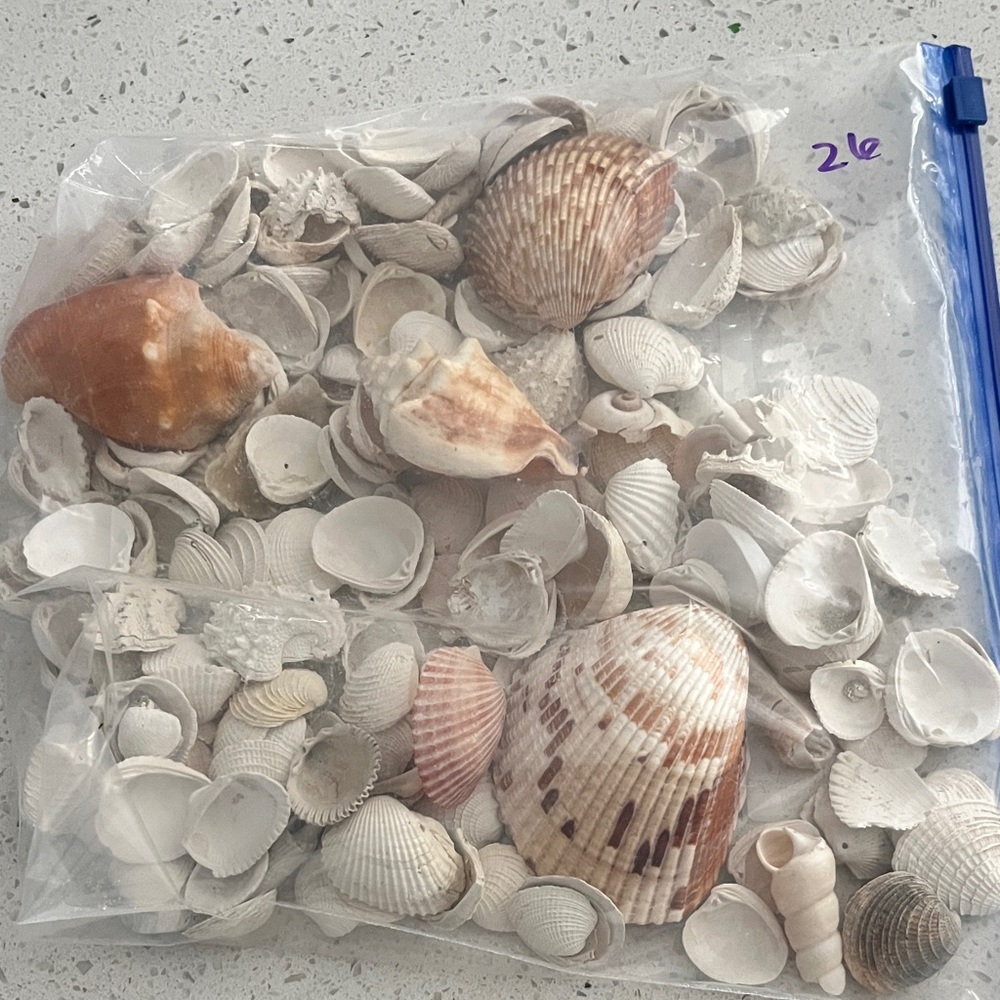 Hand Picked From the Beautiful Beaches of SWFL Decor,Crafting Natural Beauty